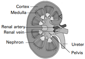 Draw a neat labelled diagram to show the internal structure of a human kidney.