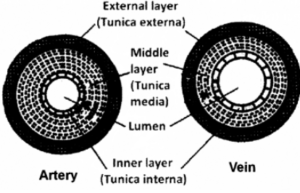 (v) Draw neat labelled diagrams showing the cross sections of an Artery and a Vein.