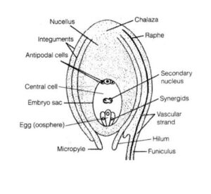 labelled diagram of an ovule as seen in a longitudinal section