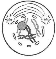 (v) Given below is a diagram representing a stage during the mitotic cell division. 