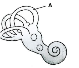 (v) Study the diagram given below and answer the questions that follow: 