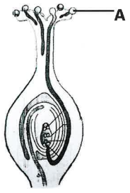 (v) The diagram given below shows a type of tropism. Answer the questions that follow: 