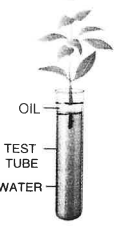 (v) Study the diagram given below and answer the questions that follow: