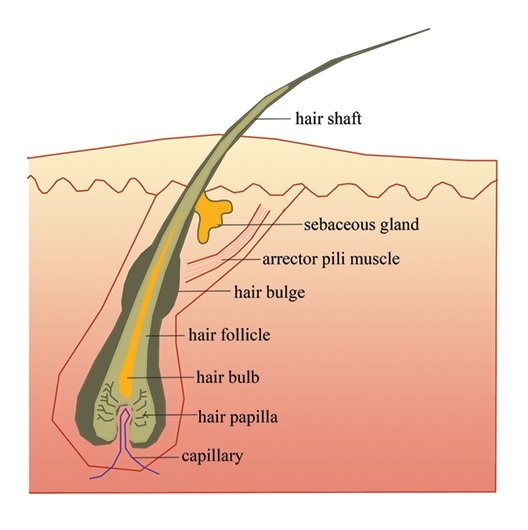 Hair Fall Before Age: Reason and Solution of Hair Fall-GK - ICSEHELP