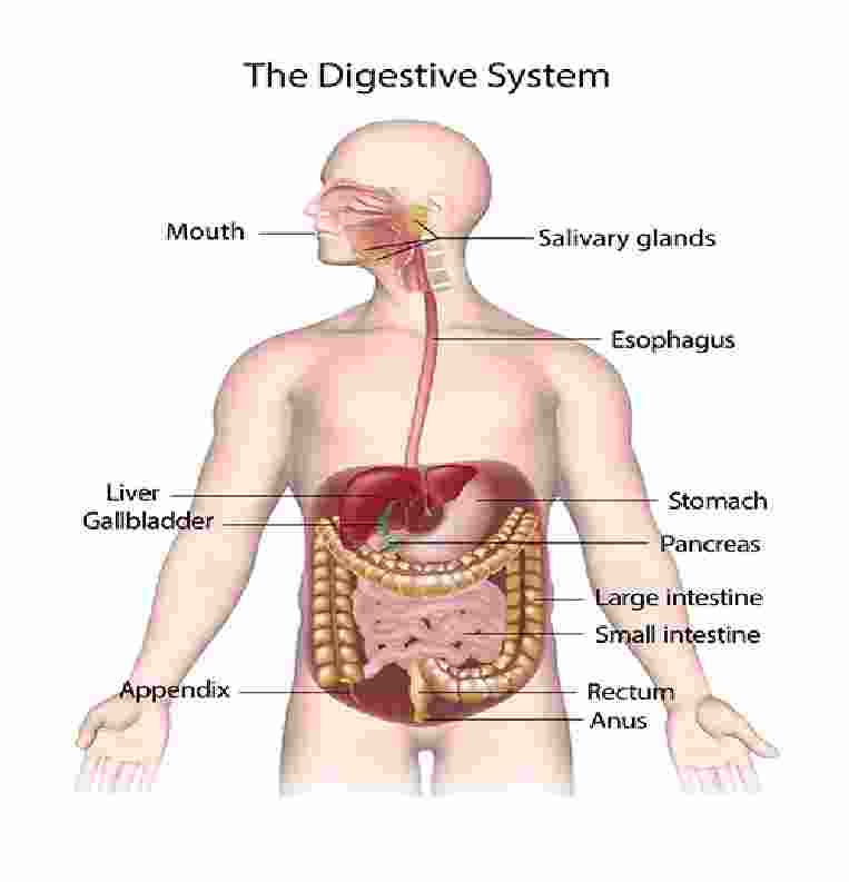 Digestive System Goyal Brother Solutions Icse Class Biology Ch Icsehelp