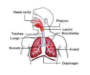 Respiratory System Goyal Brother Solutions ICSE Class-9