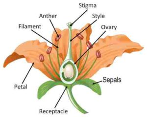 Draw a labelled diagram of a bisexual flower.