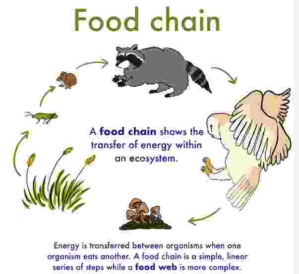 Food Chains and Energy transfer Class-8th Goyal Brothers Biology Solution