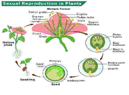 Sexual Reproduction in Plants ICSE Class-8th Goyal Brothers Biology Solution