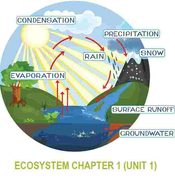 Ecosystem Class-8th Goyal Brothers ICSE Biology Solutions - ICSEHELP