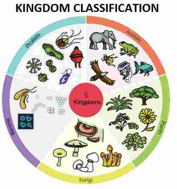 Kingdom Classification Class-7th Goyal Brothers Prakashan Biology Solutions