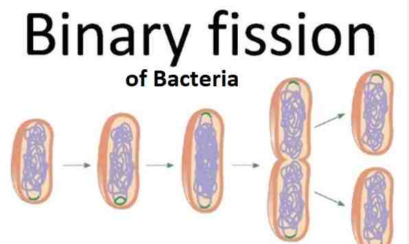 Reproduction In Plants Class 8th Goyal Brothers Biology Solutions Icsehelp 2901