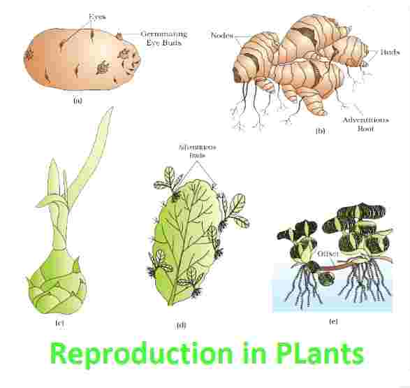Reproduction In Plants Class-8th Goyal Brothers Biology Solutions
