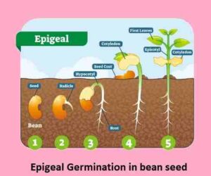 Sexual Reproduction in plants Class-6th Goyal Brothers Prakashan Biology Solutions