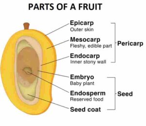 Sexual Reproduction in plants Class-6th Goyal Brothers Prakashan Biology Solutions