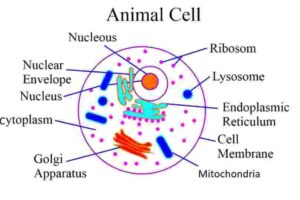 The Cell Class-6th Goyal Brothers Prakashan Biology Solutions - ICSEHELP