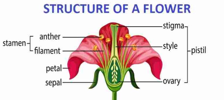 The Flower Class-6th Goyal Brothers Prakashan Biology Solutions - ICSEHELP