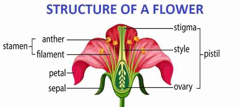 The Flower Class-6th Goyal Brothers Prakashan Biology Solutions