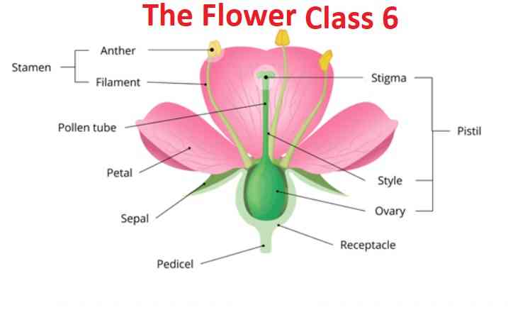 the-magic-of-flower-essence-therapy-silverdale-holistic-therapy