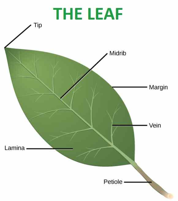 Labelled Diagram Of Leaf Class 6 Pdf