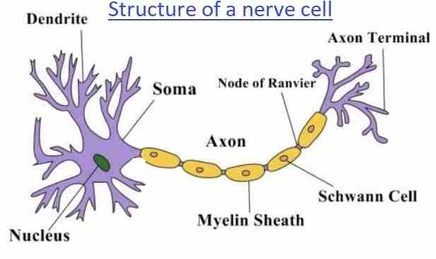 Tissues in Animals Class-7th Goyal Brothers Prakashan Biology Solutions ...