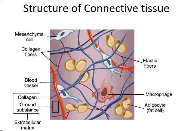 Tissues in Animals Class-7th Goyal Brothers Prakashan Biology Solutions ...