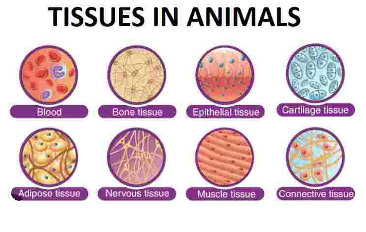 Tissues in Animals Class-7th Goyal Brothers Prakashan Biology Solutions ...