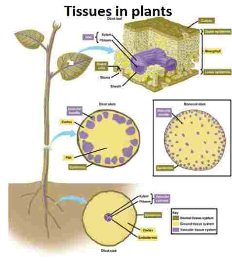 Tissues in Plants Class-7th Goyal Brothers Prakashan Biology Solutions