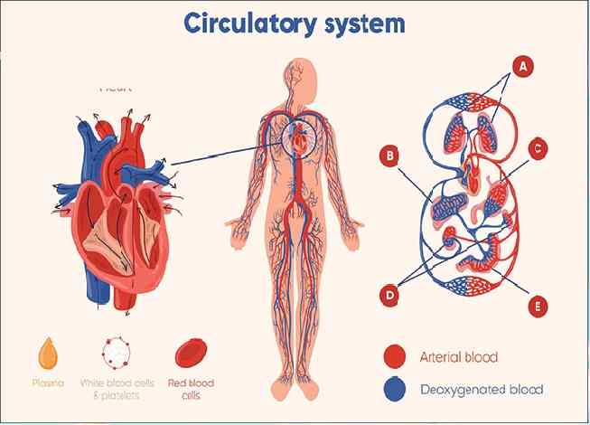 Circulatory System ICSE Class-6th Goyal Bothers Biology Solutions Chapter-6 Unit-1