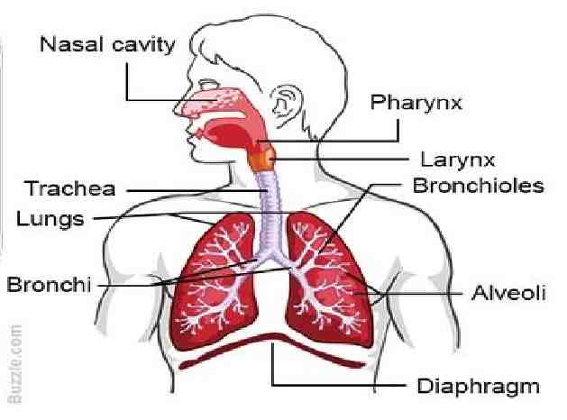 Respiratory System Icse Class - 6th Goyal Bothers Biology Solutions 