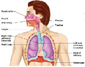 Respiratory System Icse Class - 6th Goyal Bothers Biology Solutions 