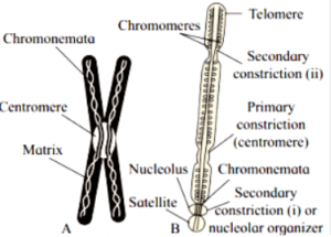 Draw a neat, labelled diagram of a duplicated chromosome.