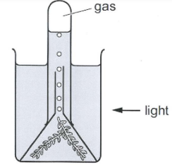 Biology Specimen Paper 2024 Sec-B Solved for ICSE Class-10