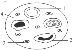 Biology Specimen Paper 2024 Sec-B Solved For ICSE Class-10 - ICSEHELP