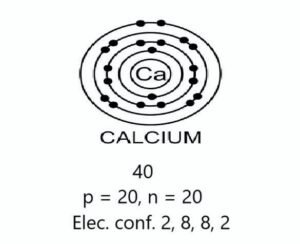 Calcium structure class- 8th
