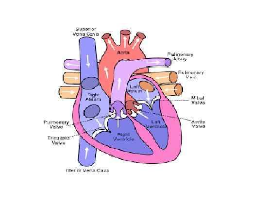Circulatory System Class-8th Goyal Brothers ICSE Biology Solutions Chapter-6 Unit-1