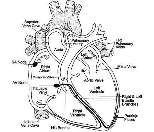 Draw a neat well labelled outline diagram showing the internal structure of human heart