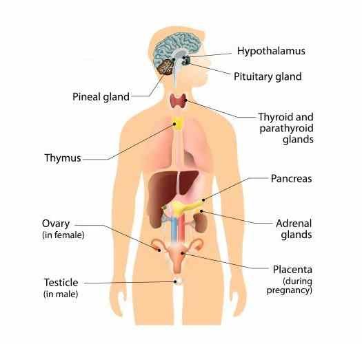 Endocrine System Class-8th Goyal Brothers ICSE Biology Solutions Chapter-4 Unit-1
