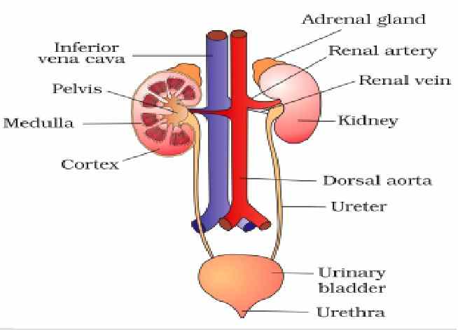 Excretory System ICSE Class-7th Goyal Brothers Biology Solutions Chapter-5 Unit-1