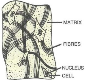 draw a neat diagram of fibrous connective tissue. Label its four important parts.