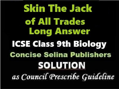 Skin The Jack of All Trades Long Answer Biology Class-9 ICSE Selina Publishers