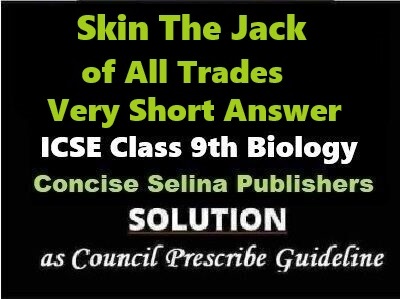 Skin The Jack of All Trades Very Short Biology Class-9 ICSE Selina Publishers