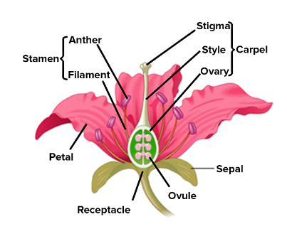 The Flower Class-6 Srijan ICSE Biology Solutions Chapter-2 - ICSEHELP