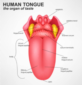 Draw the structure of tongue