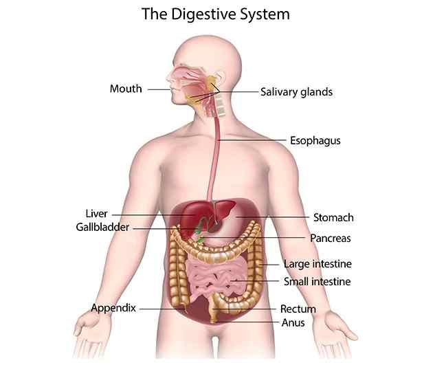 Human Digestive System Class-6 Srijan ICSE Biology Solutions Chapter-4