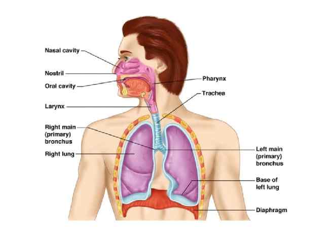 Human Respiratory System Class-6 Srijan ICSE Biology Solutions Chapter ...