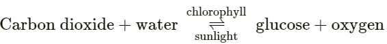 Photosynthesis in plants