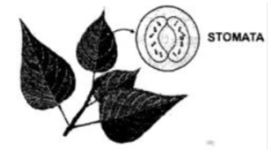 Respiration in plants