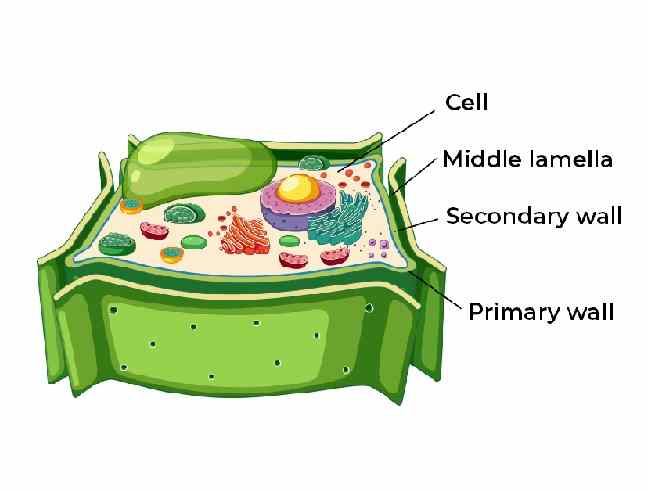 The Cell Class-6 Srijan ICSE Biology Solutions Chapter-3
