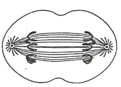 The figure given alongside was shown to students of class 10 in the laboratory under a compound microscope. They were told to observe the slide, identify the stage of mitotic cell division and mention the number of chromosomes which would be found in the daughter cells. Which of the following will be the correct response? 